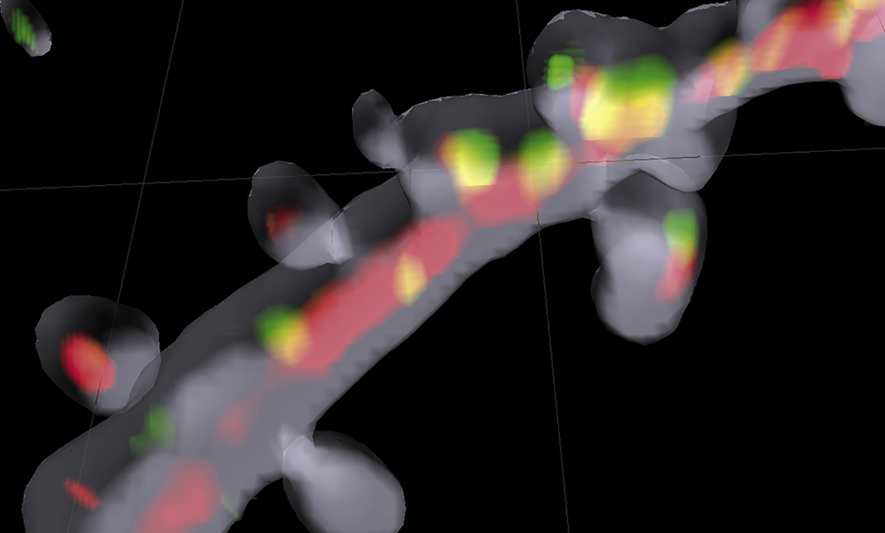 Figure 2: 
Communication between postsynapse and nucleus illuminated. 3D Imaris reconstruction of a dendritic segment filled with a volume marker (shown in gray) of a hippocampal pyramidal neuron. In red transport packages for importin-mediated long-distance transport are shown, and in green the synaptonuclear protein messenger Jacob can be seen on the way to the nucleus. Picture courtesy of Anna Karpova and Michael Kreutz, LIN, Magdeburg.
