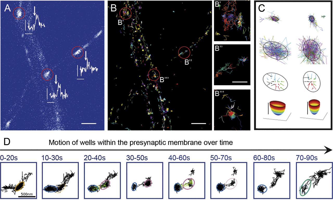 Figure 3: 
Local organization of voltage-gated calcium channels (CaV2.1) within the axonal membrane. (A) Axonal segments of rat hippocampal neurons expressing GCamp5::synaptophysin, the stimulation with four extracellular Action potential-like stimulations (scale bars 0.1 F/ΔF, 400 ms). (B) Trajectories of CaV2.1 channels; indicated are the synaptic locations (scale bar 2 µm). (B′–B′′′) higher magnifications of the synaptic regions marked in (B), demonstrating a mixed population of highly confined and mobile channels (scale bar 0.5 µm). (C) Examples of local confined CaV2.1 channels within energy wells keeping channels for a few 100 ms within the well. (D) In addition to motion inside the well, CaV2.1 channel wells move within the presynaptic membrane, disappearing and reappearing again. Picture courtesy of Martin Heine, Gutenberg University, Mainz.
