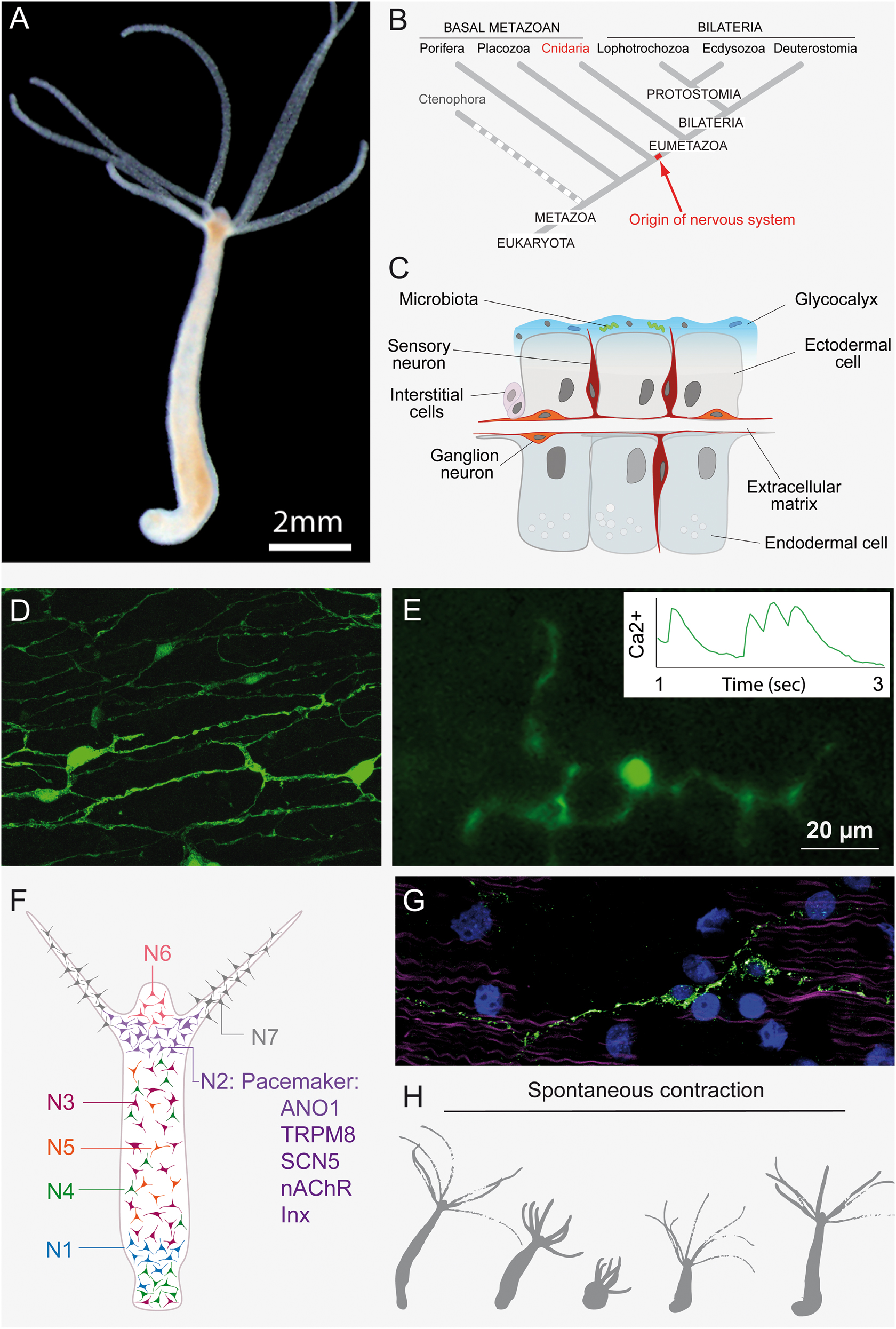 Figure 2: Hydra as a model to study neuron–microbe interactions.A. An adult polyp contains a nervous system comprising approximately 3000 neurons. B. Hydra belongs to the phylum Cnidaria, the sister group to the Bilateria. Their common ancestor developed the first nervous system. C. The tissue structure of Hydra with the microbiota in the glycocalyx. D. The nerve net of Hydra. E.In vivo recording and quantification (inset) of neuronal activity using a genetically-encoded Ca2+-sensor GCaMP expressed specifically in neurons in transgenic Hydra. F. The spatial distribution of the seven distinct neuronal populations in Hydra. N2 as the pacemaker population with the conserved signature of ion channels. G. A pacemaker neuron of Hydra, visualized using an antibody against SCN5-like channel (green). Nuclei are stained with TO-PRO (blue) and actin filaments of epitheliomuscular cells are stained with Phalloidin (magenta). H. Schematic illustration of the spontaneous contraction behaviour.
