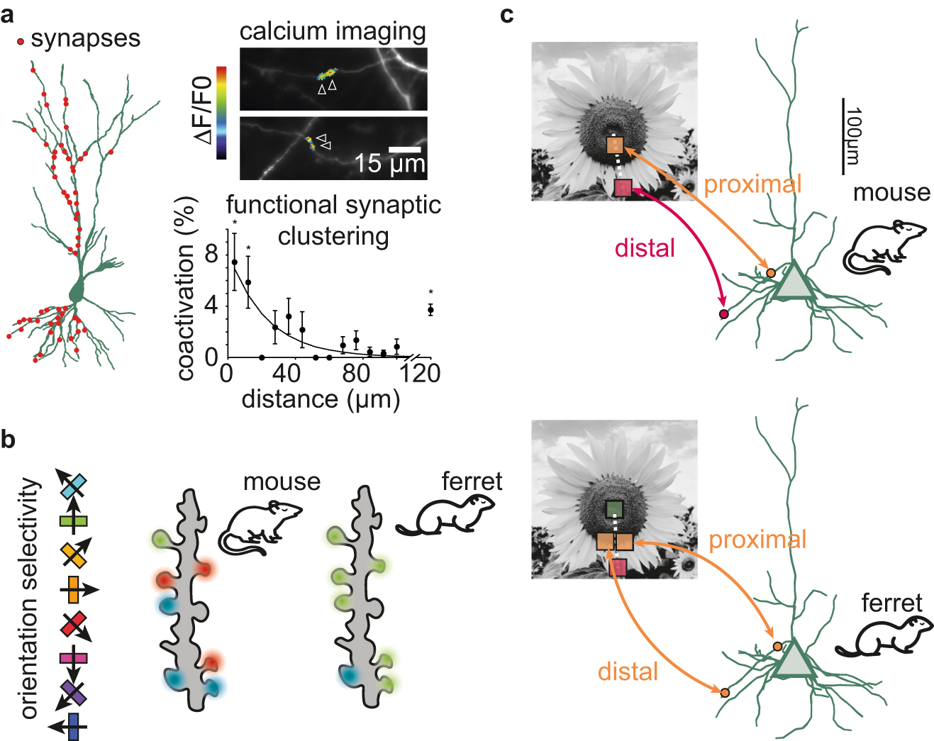 Figure 2: 
Species-specific local and global organization of excitatory synapses. (a) Left: reconstruction of a CA3 pyramidal neuron with synaptic inputs indicated as red circles. Redrawn from ref (Kleindienst et al., 2011). Top right: calcium activity in clustered synaptic inputs in developing CA3 pyramidal cell dendrites. Redrawn from ref (Niculescu et al., 2018). Bottom right: synaptic coactivation as a function of intersynaptic distance. Redrawn from ref (Kleindienst et al., 2011). (b) Illustration of qualitatively different types of clustering in mouse and the ferret: the ferret shows clustering according to orientation, whereas the mouse does not and instead shows clustering according to receptive field overlap (Iacaruso et al., 2017; Wilson et al., 2016). (c) Illustration of a retinotopically organized dendritic map observed in the mouse (top) but not in the ferret (bottom).
