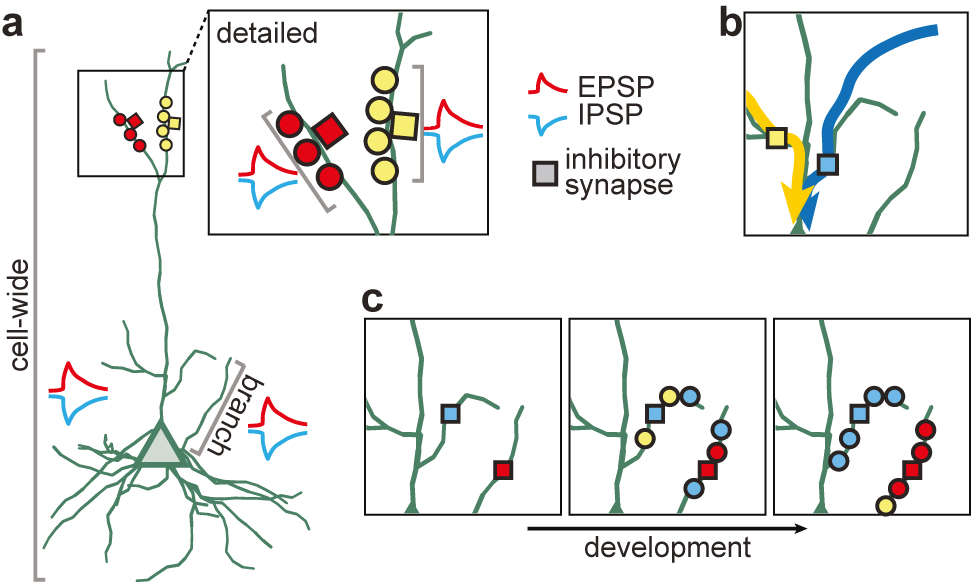 Figure 3: 
Function and origin of locally balanced excitation and inhibition. (a) Illustration of the balance of excitation and inhibition at different spatial scales. Balance might exist cell-wide (excitation and inhibition matched at the soma), on individual branches, or local stretches of the dendrite (detailed balance, inset, top right). (b) Inhibitory synapses (colored squares) might gate dendritic signals by selectively inhibiting some branches but not others (Boivin and Nedivi, 2018). Yellow and blue arrows indicate incoming signals from two different branches. (c) Model of the emergence of excitatory and inhibitory balance over development, based on experiments in the mouse retina (Bleckert et al., 2013; Johnson et al., 2003; Soto et al., 2011). Inhibitory synapses form first (left) and provide a scaffold around which excitatory synapses organize (middle). Structural and functional plasticity rearranges excitatory synapses to establish a detailed dendritic balance (right).
