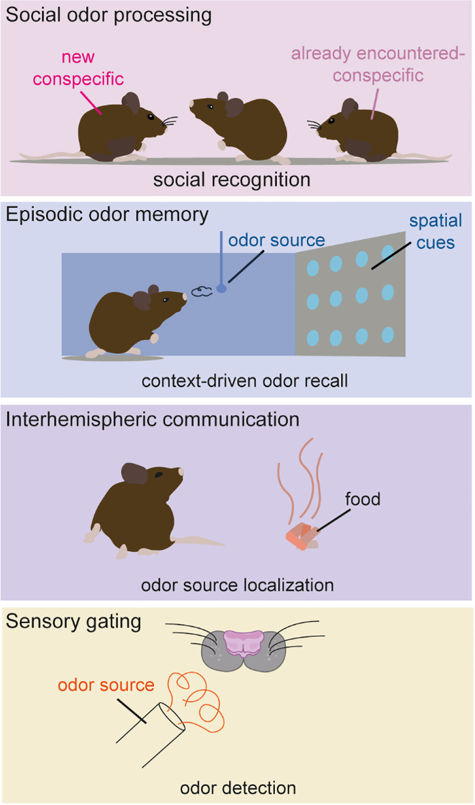 Figure 2: 
AON modulation of olfactory behaviors. The AON has been implicated in different functions, including regulation of social interactions, recollection of context-dependent odor memories, interhemispheric communication to support odor source localization, and influencing olfactory detection by gating olfactory signal transmission to the cortex.
