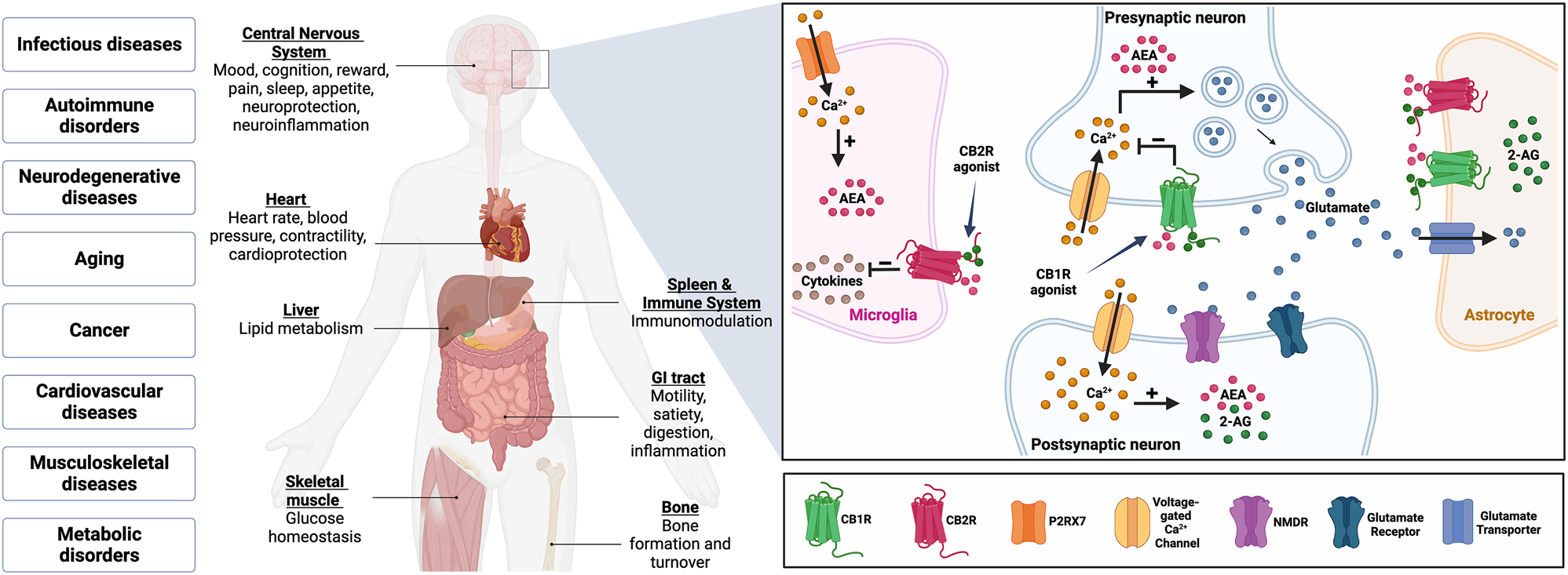 Figure 1:
The role of cannabinoid receptor signaling in physiological functions and pathological states (left). Magnified image to the right is a schematic representation of the endocannabinoid system in the brain. CB1R are expressed by presynaptic neurons and are activated by endocannabinoids, AEA and 2-AG. Calcium (Ca2+) influx into the presynaptic neuron leads to release of excitatory glutamate that either binds to postsynaptic receptors, NMDR or glutamate receptor, or gets taken up by glutamate transporters on astrocytes. CB1R agonists block glutamate release and excitotoxicity, which is linked to neuroinflammation. CB2R is predominantly expressed by microglia. CB2R agonists reduces neuroinflammation by blocking the production of proinflammatory cytokines. Activation of selective purinergic receptor P2RX7 leads an increase in 2-AG production. Created with BioRender.com.