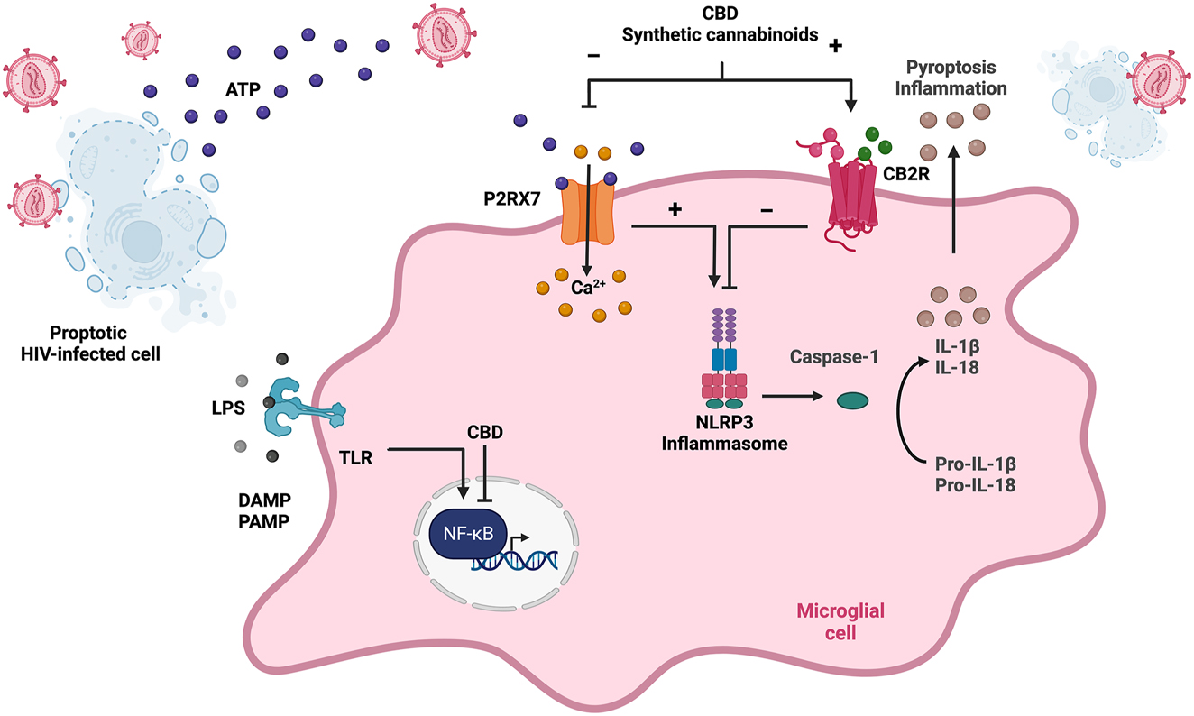 Figure 2:
A microglial cell is activated during acute HIV-1 infection and CBD and synthetic cannabinoids can modulate downstream signal transduction. A pyroptotic cell is shown nearby with extracellular ATP signaling through the P2RX7 receptor. Subsequent Ca2+ influx, coupled to toll-like receptor (TLR) signaling by lipopolysaccharide (LPS), activate the NLRP3 inflammasome. Activated NLRP3 inflammasome releases caspase-1 that cleaves precursor pro-IL-1b and pro-IL-18 to produce mature IL-1b and IL-18. Secretion of IL-1b and IL-18 lead to pyroptosis and inflammation. CBD and synthetic cannabinoids activate CB2R expressed by microglia and antagonize the NLRP3 inflammasome via P2RX7. Created with BioRender.com.