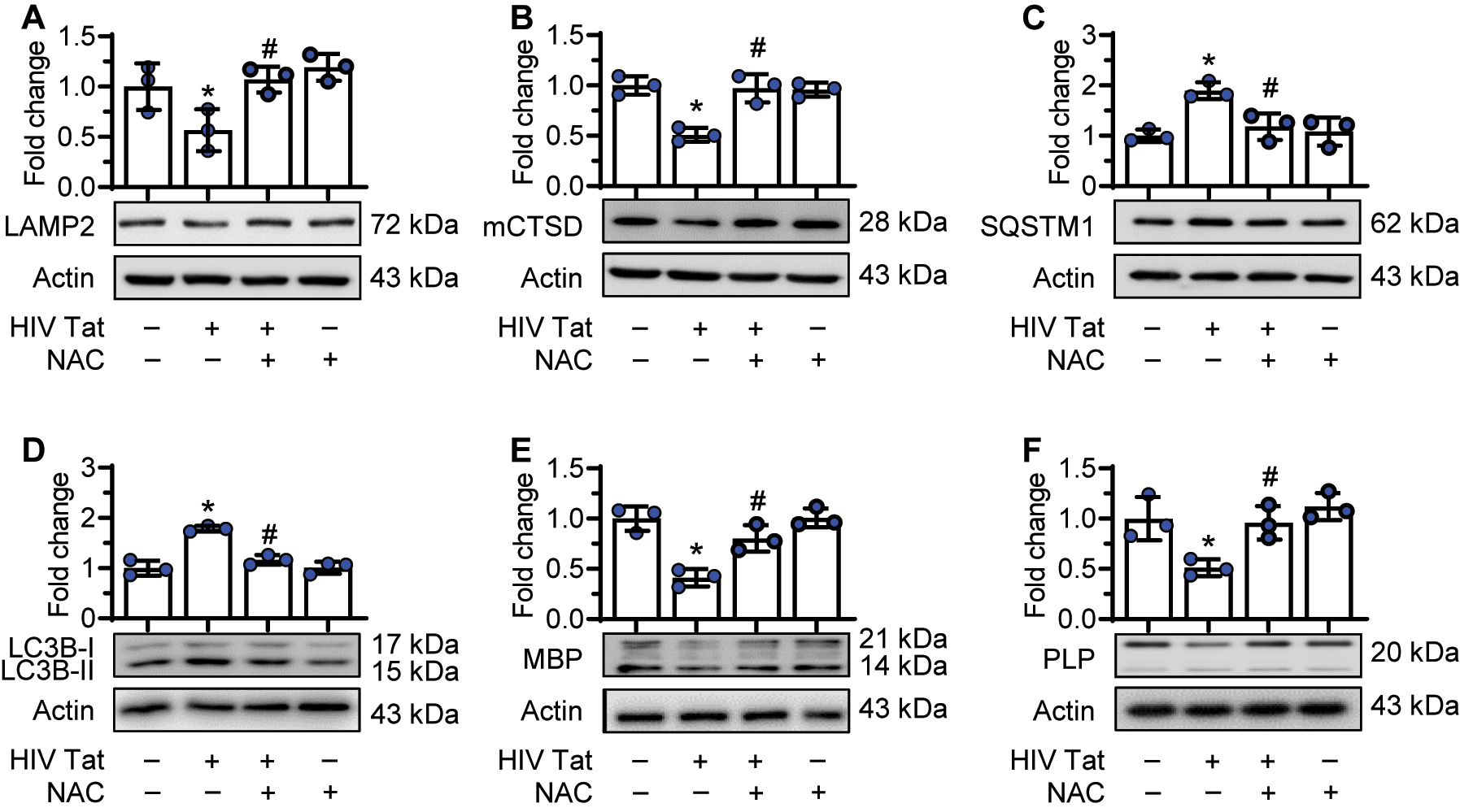 Figure 5: 
NAC reversed HIV-1 Tat-mediated defects in oligodendrocytes. Immature oligodendrocytes were pretreated with NAC (5 mM) for 1 h, followed by exposure of cells to HIV-1 Tat (50 ng/mL) for 24 h, following which the protein expression of lysosome markers (LAMP2 and mCTSD), autophagy markers (MAP1LC3B and SQSTM1) and myelin markers (PLP and MBP) were assessed by western blotting. (A and B) Representative western blots showing pretreatment of oligodendrocytes to NAC reversed HIV-1 Tat-mediated downregulation of LAMP2 (A) and mCTSD expression levels (B). (C and D) Representative western blots showing pretreatment of oligodendrocytes to NAC reversed HIV-1 Tat-mediated upregulation of SQSTM1 (C) and MAP1LC3BII expression levels (D). (E and F) Representative western blots showing pretreatment of oligodendrocytes to NAC reversed HIV-1 Tat-mediated downregulation of myelin MBP (E) and myelin PLP expression levels (F). Data is from three independent experiments and is represented as means ± SEM using one-way ANOVA. *p<0.05 vs. control; #p<0.05 vs. HIV-1 Tat.
