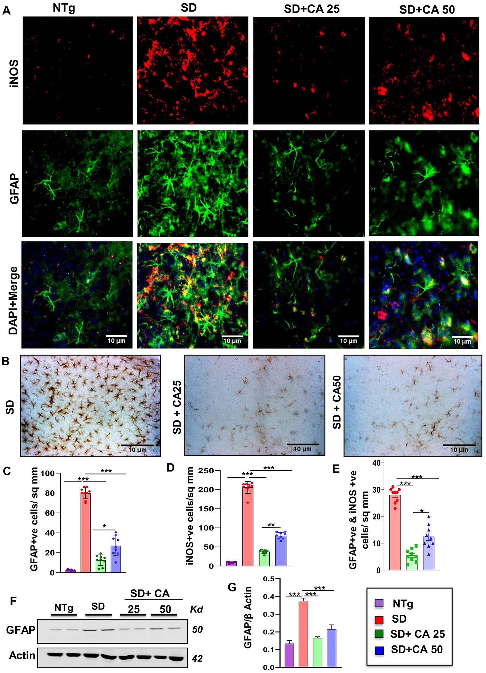 Figure 1: 
Oral administration of CA alleviates the activation of astrocytes in the cerebral cortex of Sandhoff mice. Three-months-old SD mice (n=6/group) were treated with two doses of CA (25 and 50 mg/kg/day) solubilized in 100 µL 0.5 % methylcellulose, via oral gavage. Therefore, control SD mice received 100 µL 0.5 % methylcellulose as vehicle. After 2 months of daily treatment, mice were sacrificed followed by keeping half brain for Western blot and half for immunohistochemistry. Age-matched non transgenic mice (n=6/group) were used as control. Astroglial activation was monitored in the cerebral cortex sections for GFAP and iNOS through double-label immunofluorescence (A) followed by diaminobenzidine staining of cerebral cortex sections stained for GFAP showing astrogliosis with GFAP-positive astrocytes (B) quantification of iNOS +ve (C) and GFAP +ve cells (D) and iNOS +ve, GFAP +ve cells (E) in 9 sections from a total of 3 mice per group with image J software. Cerebral cortex homogenates (n=4 per group) were subjected to immunoblot analysis for GFAP using β actin as loading control (E). Densitometric analysis of relative iNOS (iNOS/actin) (F) and GFAP (GFAP/actin) (G) levels with respect to non-transgenic was measured for 4 mice per group with ImageJ. All data represent mean ± SEM. Statistical analyses were performed by one-way ANOVA followed by Dunnett’s multiple comparison test; *p<0.05; **p<0.01; ***p<0.001. GFAP, glial fibrillary acidic protein; iNOS, inducible nitric oxide synthase.
