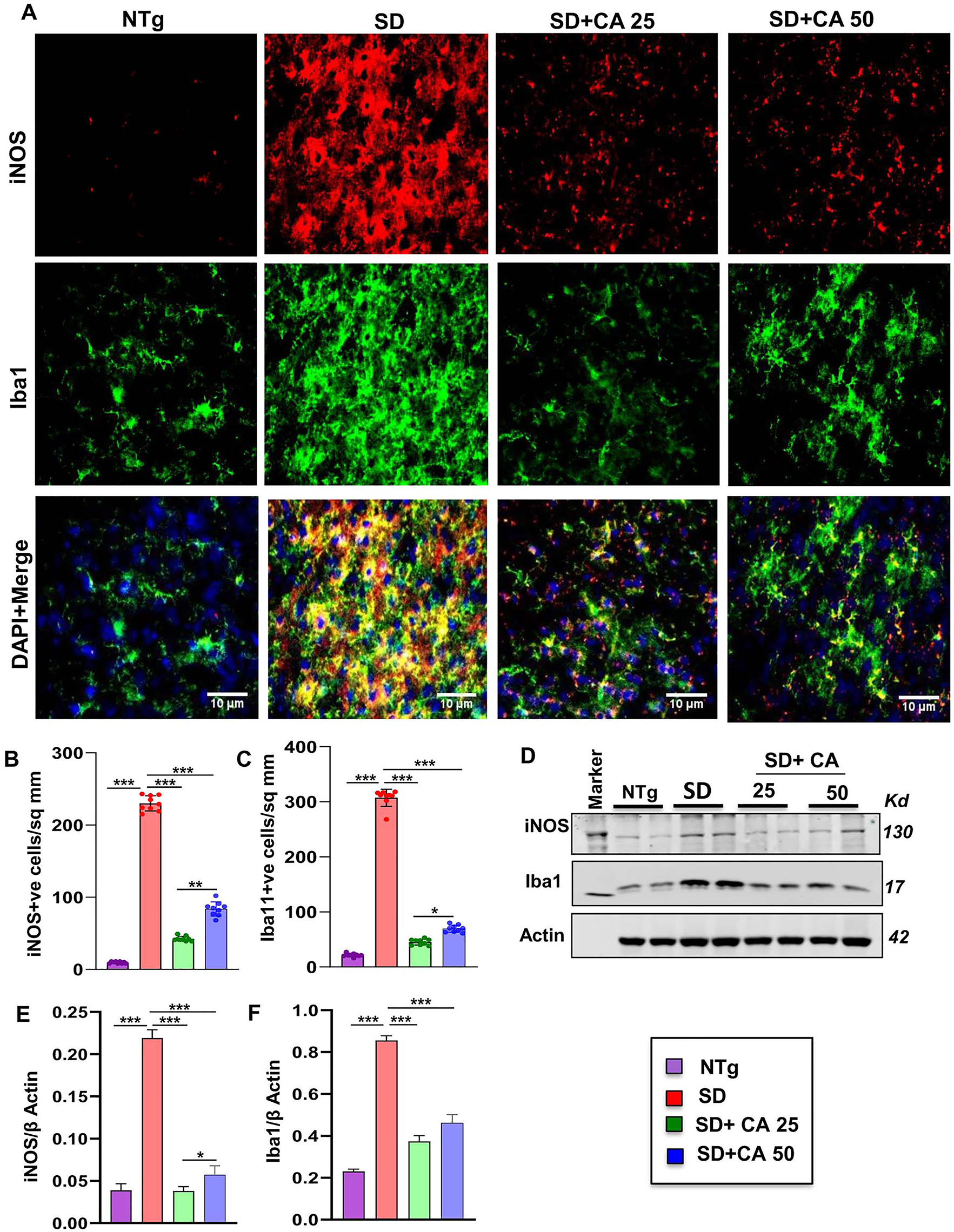 Figure 2: 
Oral administration of CA inhibits microglial activation in vivo in the cerebral cortex of Sandhoff mice. Three-months-old SD mice (n=6/group) were treated with two doses of CA (25 and 50 mg/kg/day) solubilized in 100 µL 0.5 % methylcellulose, via oral gavage. Therefore, control SD mice received 100 µL 0.5 % methylcellulose as vehicle. After 2 months of daily treatment, mice were sacrificed followed by keeping half brain for Western blot and half for immunohistochemistry. Age matched non transgenic mice (n=6/group) were used as control. Microglial activation was monitored in brain (cerebral cortex) sections by double-labelled immunofluorescence for Iba1 and iNOS (A) followed by quantification of iNOS +ve (B) and Iba1 +ve (C) cells. Results represent counting of three different sections from three different mice (n=3) per group with image J software. Cerebral cortex homogenates (n=4 per group) were subjected to immunoblot analysis for Iba1 and iNOS using β actin as loading control (D). Densitometric analysis of relative iNOS (iNOS/actin) (E) and Iba1 (Iba1/actin) (F) levels with respect to non-transgenic was measured. All data represent mean ± SEM. Statistical analyses were performed by one-way ANOVA followed by Dunnett’s multiple comparison test; *p<0.05; **p<0.01; ***p<0.001. Iba1, ionized calcium binding adapter molecule 1.
