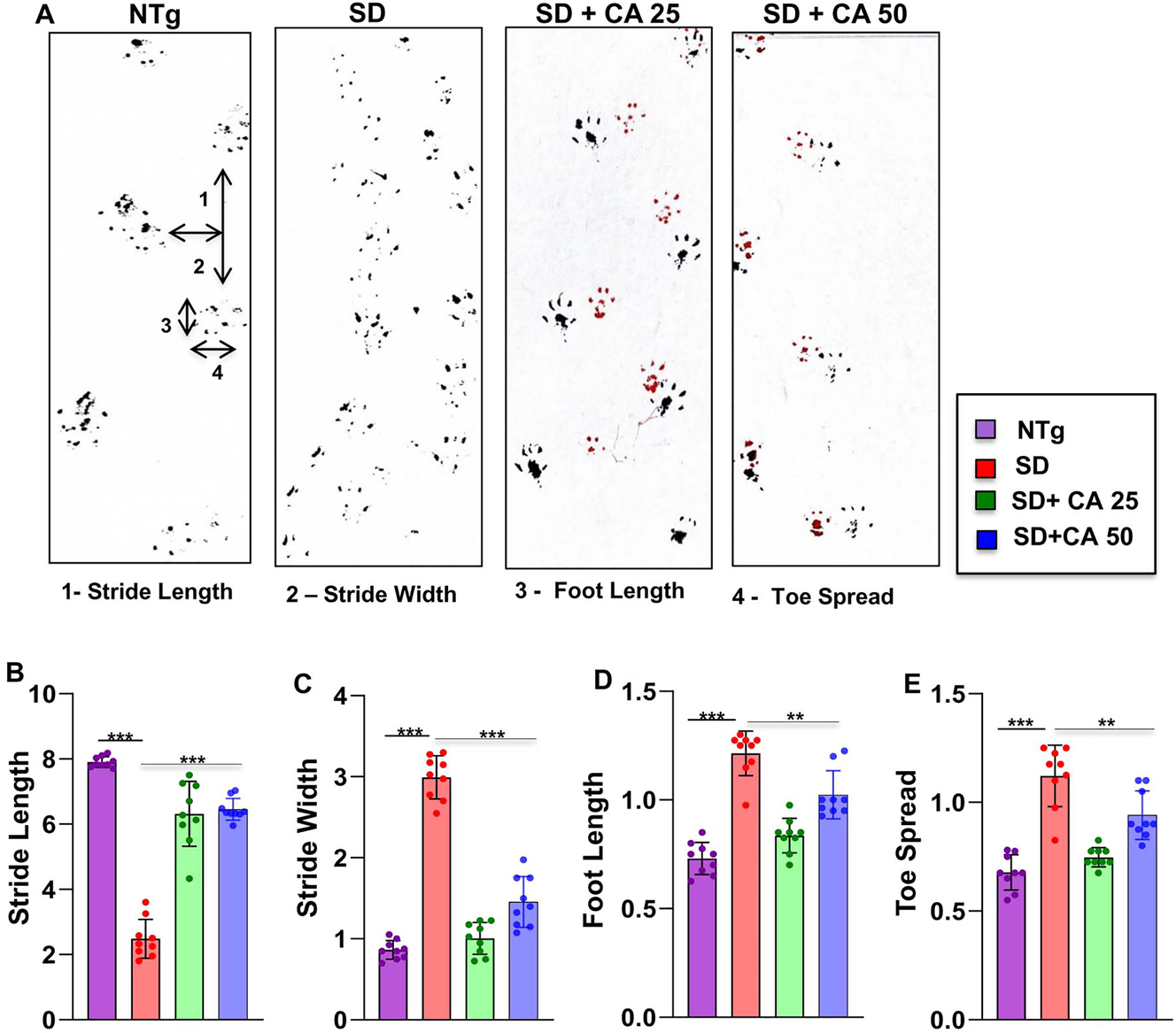 Figure 4: 
Oral gavage of CA improves gait in Sandhoff mice. Three-months-old SD mice (n=6/group) were treated orally with two doses of CA (25 and 50 mg/kg/day) solubilized in 100 µL 0.5 % methylcellulose via gavage. Control SD mice received 100 µL 0.5 % methylcellulose as vehicle. After 2 months of treatment, mice painted with different colors on the front (red) and hind paws (black) were allowed to walk through a clear tunnel. After pre training sessions, the footprints were measured on a white paper on the runway floor. Footprints were measured for stride length (A, B), stride width (A, C), foot length (A, D) and toe spread (A, E). Data represents mean ± SEM. Statistical analysis was performed by one-way ANOVA followed by Dunnett’s multiple comparison test. **p<0.01; ***p<0.001.
