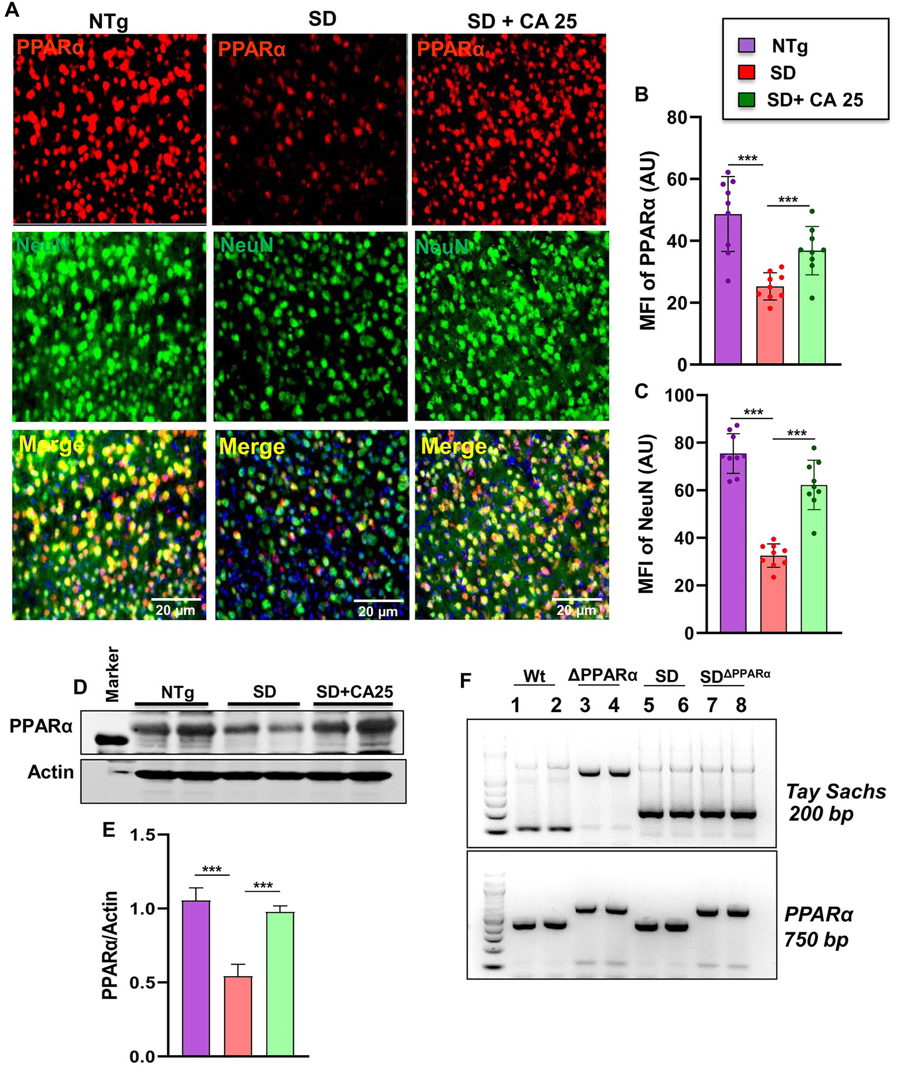 Figure 6: 
Status of PPARα in the brain of Sandhoff mice. Three-months-old SD mice (n=4/group) were treated orally with CA (25 mg/kg/day) solubilized in 100 µL 0.5 % methylcellulose via gavage. Control SD mice received 100 µL 0.5 % methylcellulose as vehicle. After 2 months of treatment, mice were sacrificed followed by keeping half brain for Western blot and half for immunohistochemistry. Cerebral cortex sections were double-labeled for PPARα (red) and NeuN (green) (A). MFI of PPARα (B) and NeuN (C) from nine images from a total of 4 mice per group. Western blot of PPARα in the cerebral cortex of 4 mice per group (D) followed by densitometric quantification (E). SD mice were bred with PPARα knock out mice to generate SDΔPPARα lines (F, genotyping). Data represents mean ± SEM. Statistical analysis was performed by one-way ANOVA followed by Dunnett’s multiple comparison test. ***p<0.001.
