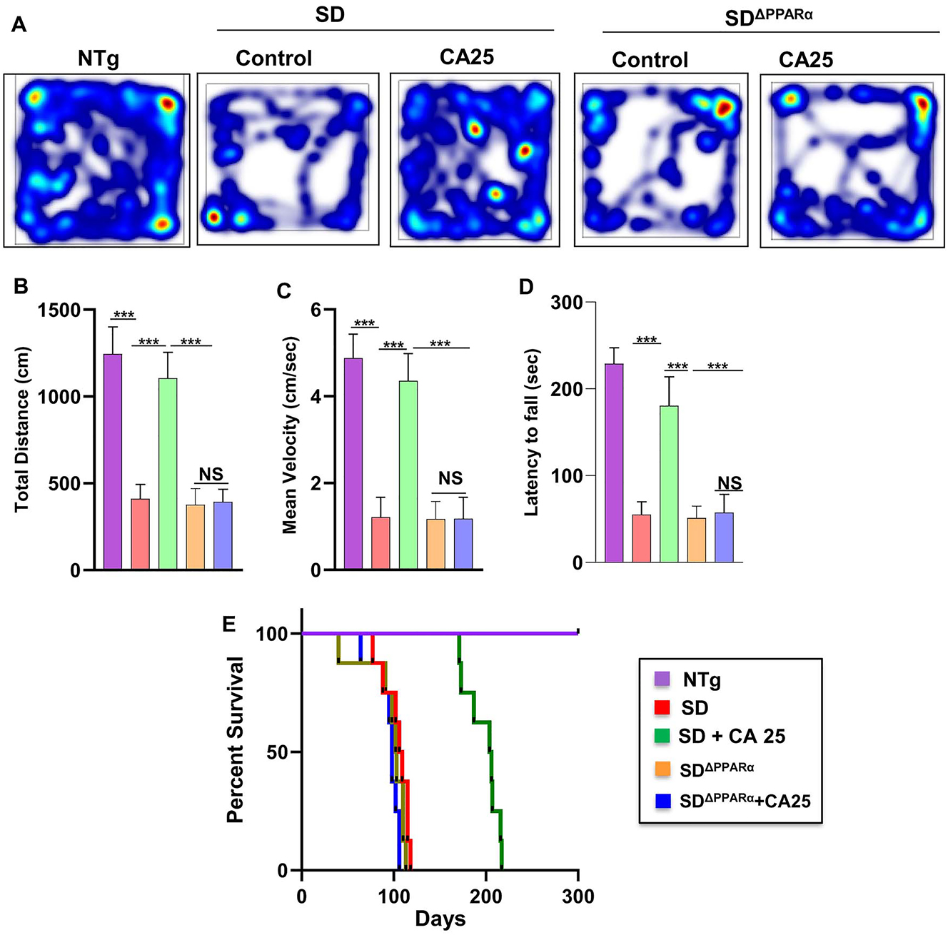 Figure 8: 
CA administration reduces motor deficits and increases survival in Sandhoff mice via PPARα. Three-months-old SD and SDΔPPARα mice (n=6/group) were treated orally with CA (25 mg/kg/day) solubilized in 100 µL 0.5 % methylcellulose via gavage. After 2 months of treatment, horizontal locomotor activities of experimental animals were monitored in the open field arena by the Noldus software (A, heatmap; B, total distance; C, mean velocity). Latency of each mouse to fall on the base of a rotarod was monitored (D). Kaplan–Meier survival analysis (n=8) (E). Data represent mean ± SEM. Statistical analysis was performed by one-way ANOVA followed by Dunnett’s multiple comparison test; ***p<0.001; ns, not significant.
