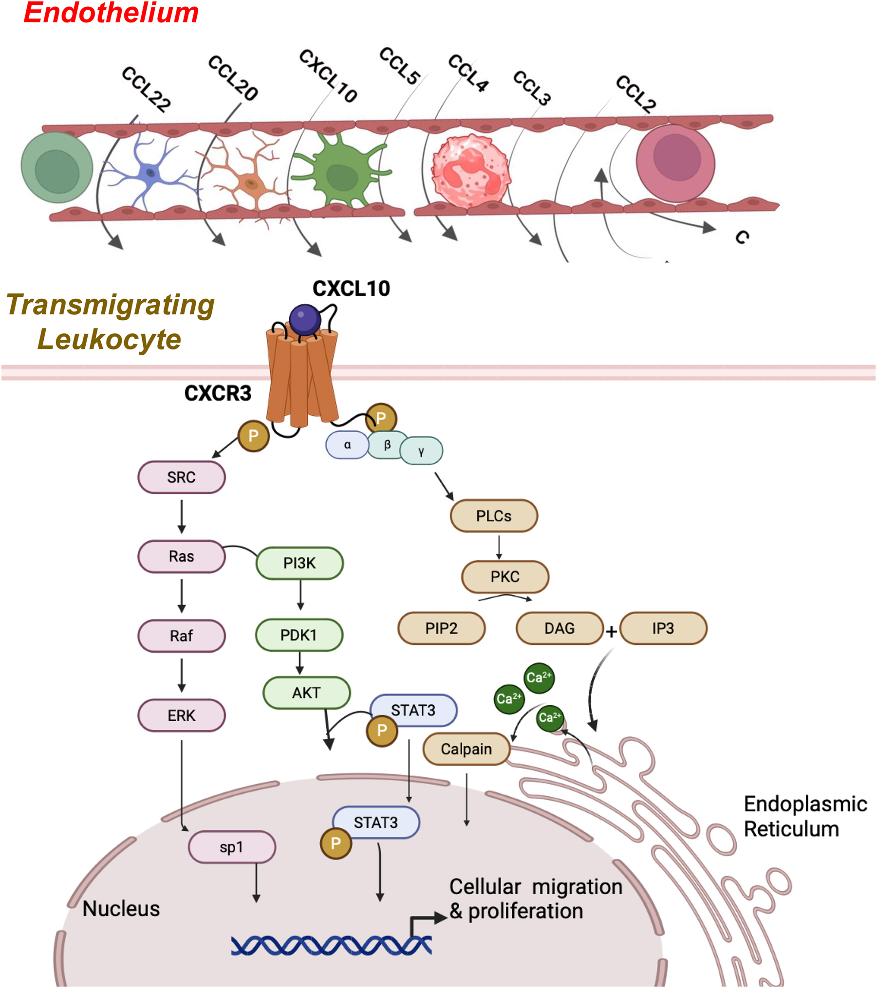 Figure 2:
Cellular migration and proliferation via CXCL10 and CCR3 signaling. CXCL10 binding to CXCR3 activates the G-couple protein receptor via the Gαi subunit and induces the activation of SRC/Ras pathways and downstream PI3K/ERK/AkT signaling. These pathways are responsible for promoting cell proliferation. At the same time, via the Gαq subunit, activation triggers downstream phospholipase C-beta (PlCβ) signaling. This results in the cleavage of phosphatidylinositol 4,5-bisphosphate (PIP2) into diacylglycerol (DAG) and inositol-triphosphate (IP3). This promotes the release of calcium from the endoplasmic reticulum, which activates the calpain protease, which is responsible for cell mobility and increased migration.