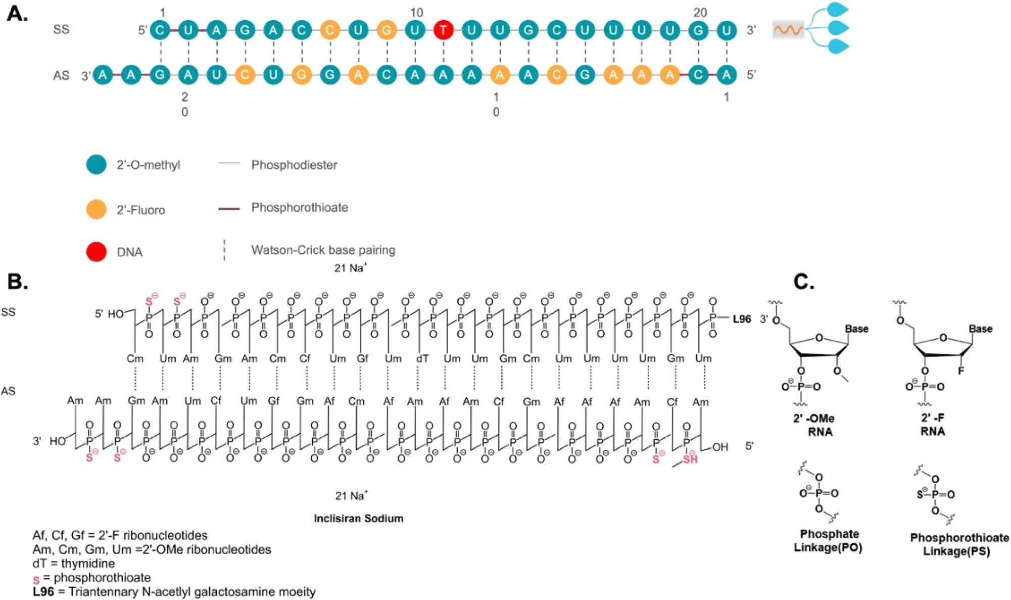 Figure 1:
Sequence and chemical structure of GalNAc-conjugated Inclisiran. A Sequence of Inclisiran. B Chemical structure of Inclisiran with chemical modifications of oligonucleotides, conjugated with L96 triantennary GalNAc (N-acetylgalactosamine) residues to enable hepatocyte-targeted delivery. C Chemical structure of modified oligonucleotides. SS, sense strand; AS, antisense strand.