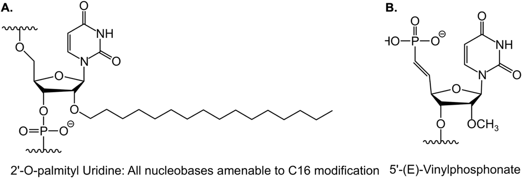 Figure 2:
Chemical structures of C16 and 5′-(E)-VP. A Chemical structure of 2′-O-hexadecyl (C16) for central nervous system delivery. B Chemical structure of 5′-(E)-vinylphosphonate (VP), a lipophilic moiety to enhance central nervous system delivery.