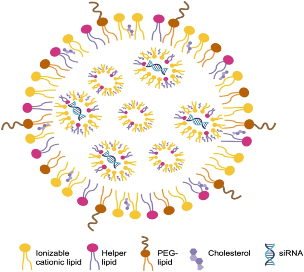 Figure 3:
Representative composition and structure of LNPs containing siRNA phospholipids, cholesterol, ionizable cationic lipids, and PEG-lipids are typical constituents of LNPs. These molecules have hydrophilic heads and hydrophobic tails that enable self-assembly into membrane structures. The ionizable cationic lipids are positively charged, allowing close interaction with negatively charged siRNA, which forms the basic structure of LNPs.