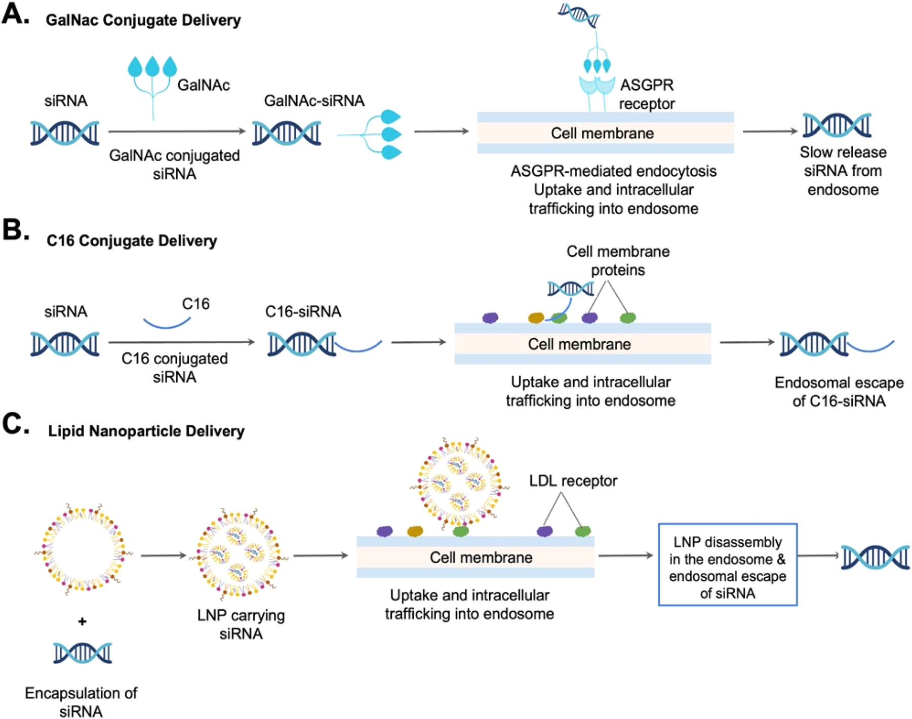 Figure 4:
Comparison of three siRNA targeting delivery systems: A hepatic delivery system employs GalNAc directly conjugated to siRNA. B Extrahepatic tissue delivery system, such as the central nervous system (CNS) delivery system, employs C16 directly conjugated to siRNA. C Lipid nanoparticle (LNP) for extrahepatic delivery system employs a ligand or antibody conjugated to a nanoparticle to target a receptor expressed on the cell.