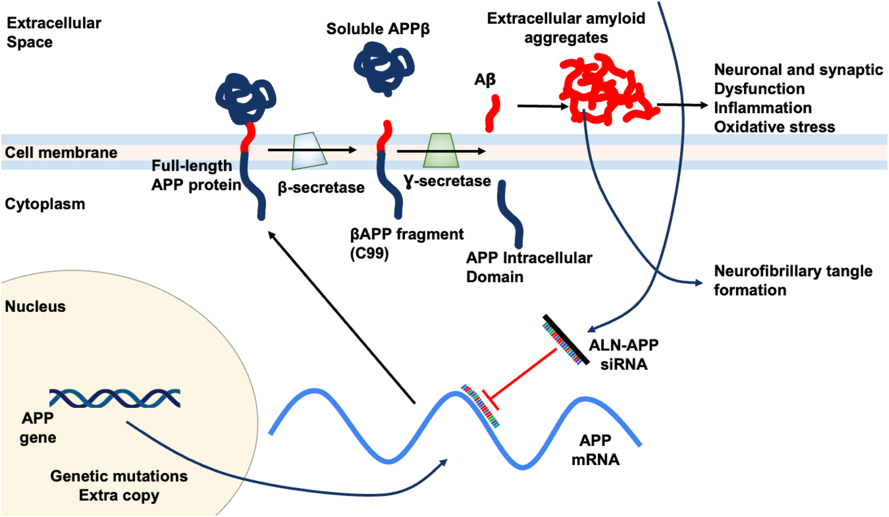 Figure 5:
Potential mechanism of action for ALN-APP siRNA. ALN-APP reduces production of APP, the source of downstream Aβ protein species. Reduces substrate for brain amyloid deposition and reduces neuronal dysfunction.