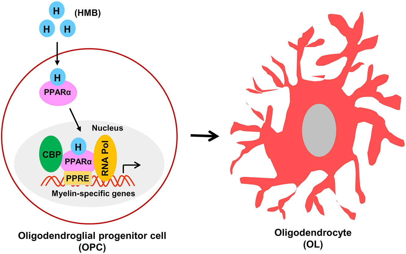Figure 1: 
Maturation of OPC to OL by HMB. HMB stimulates the translocation of PPARα from cytoplasm to nucleus, which then binds to PPRE present in the promoter of myelin-specific genes. CBP and RNA polymerase also bind to PPRE to drive the transcription of myelin-specific proteins, ultimately leading to the maturation to OL.
