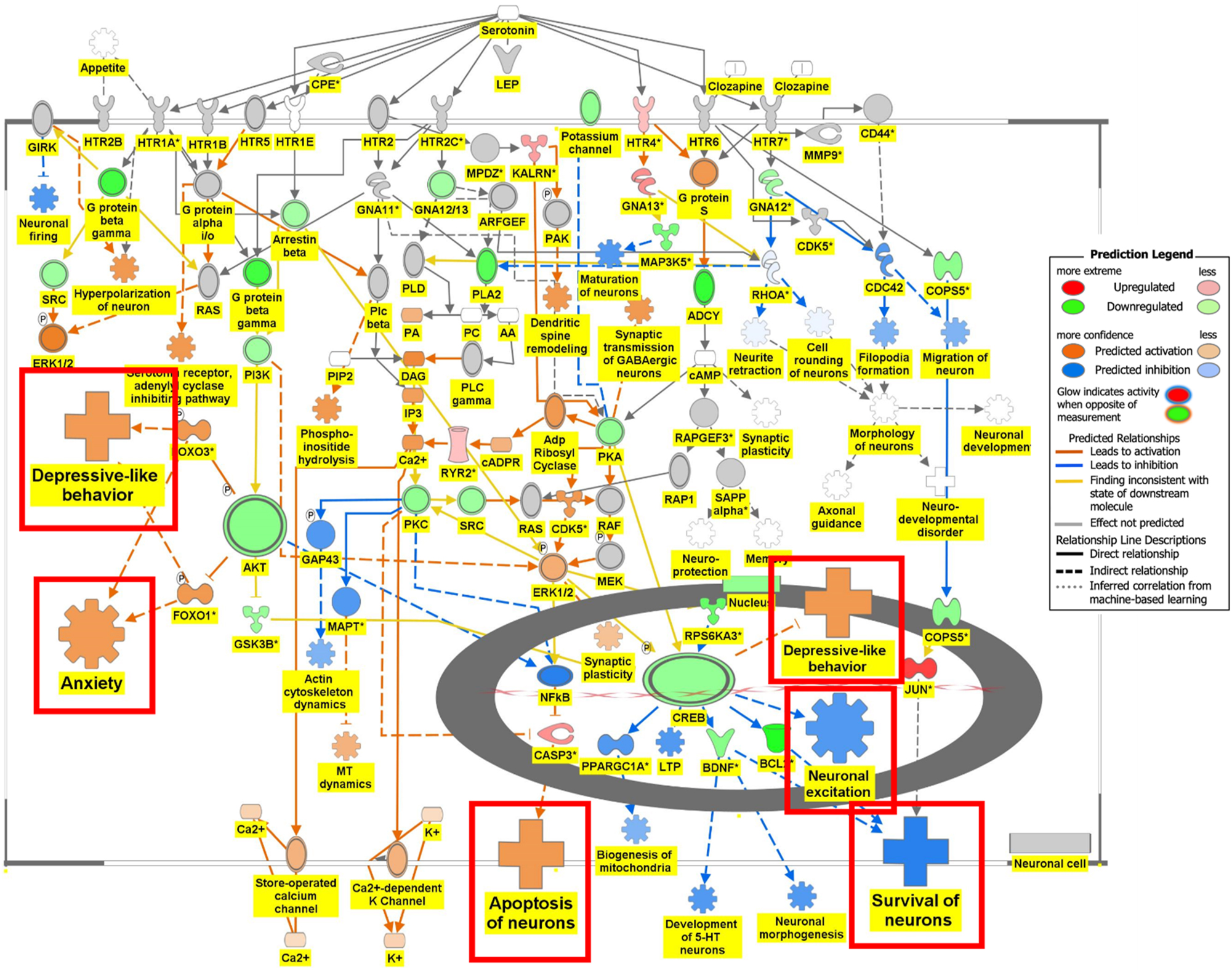Figure 6A: 
Regulation of DEGs from GSE49028 dataset of binge ethanol-treated mice on signaling pathways related to anxiety and locomotor activity. Regulation of serotonin signaling pathway by DEGs from GSE49028 through overlay of DEGs obtained from GSE49028 onto serotonin receptor signaling resulted in the activation of depressive-like behavior, anxiety, and apoptosis. However, neuronal excitation and survival of neurons were predicted to be inhibited (z-score activation=−0.198, −log(p-value)=2.67).
