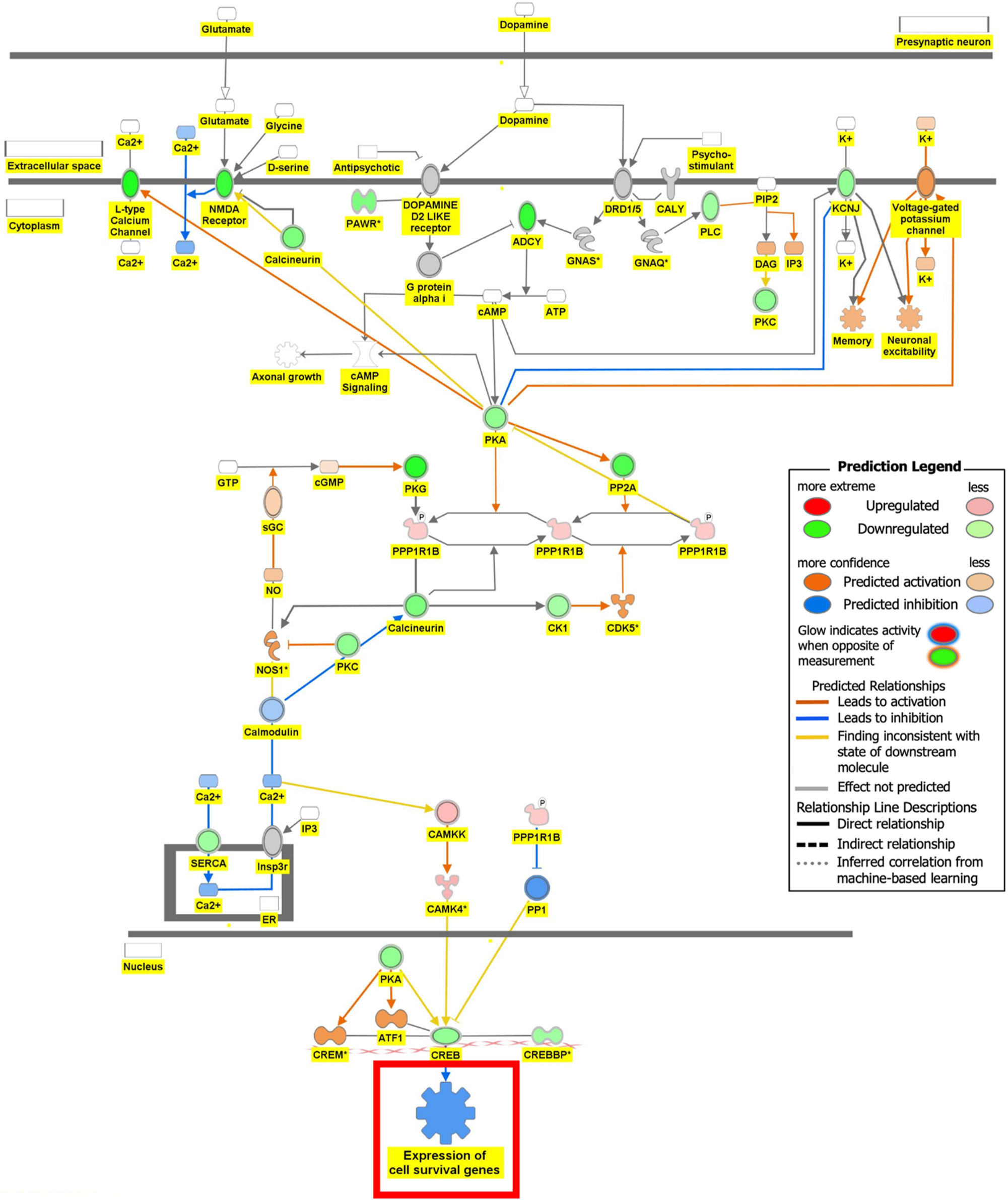 Figure 6B: 
Regulation of DEGs from GSE49028 dataset of binge ethanol-treated mice on signaling pathways related to anxiety and locomotor activity. Regulation of dopamine-DARPP32 feedback in cAMP signaling through overlay of DEGs associated with acute alcohol exposure onto dopamine-DARPP32 feedback in cAMP signaling resulted inhibition of the signaling pathway and inhibited the function of expression of cell survival genes (z-score activation=−0.174, −log(p-value)=2.04).
