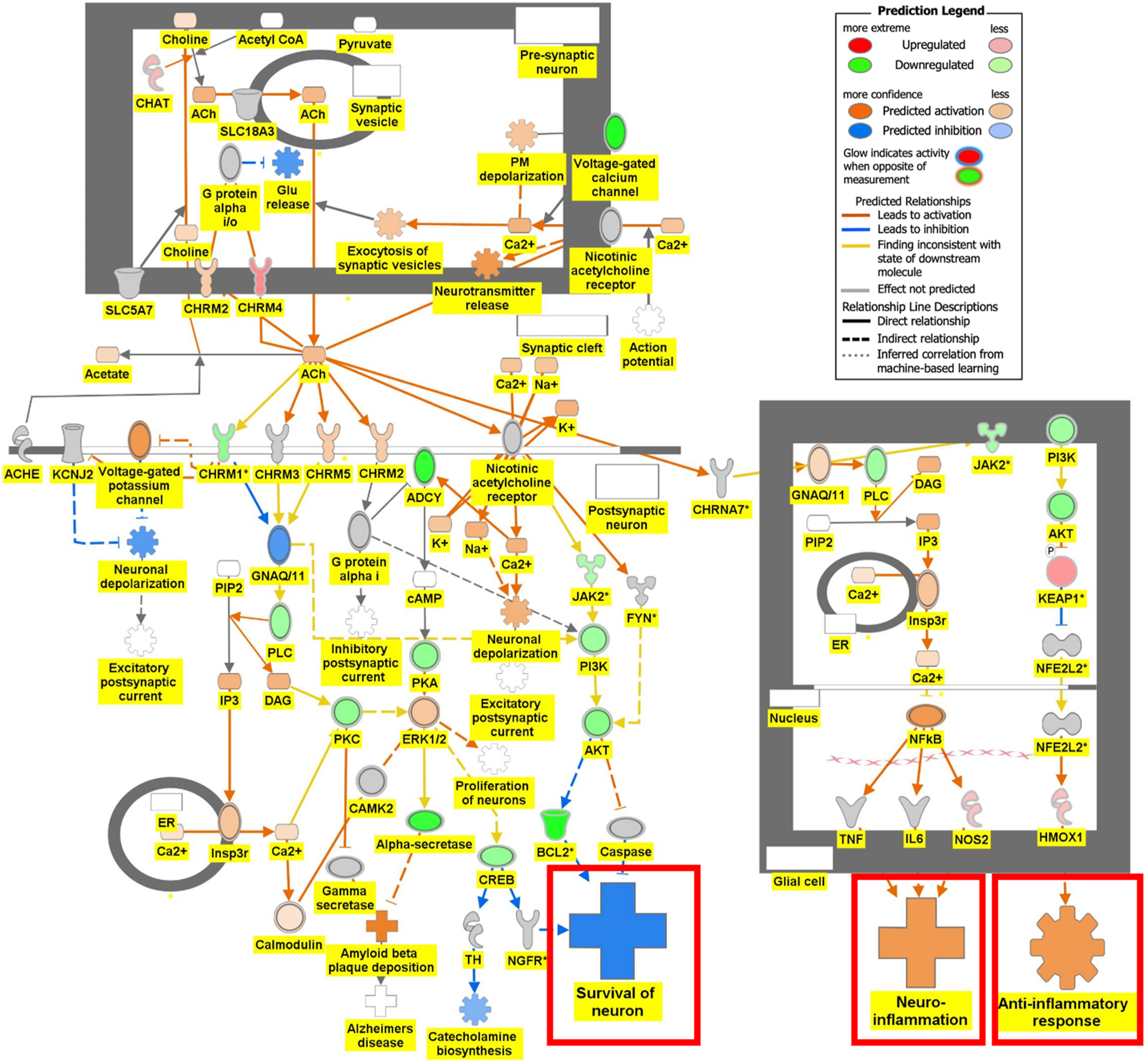 Figure 6C: 
Regulation of DEGs from GSE49028 dataset of binge ethanol-treated mice on signaling pathways related to anxiety and locomotor activity. Regulation of acetylcholine receptor signaling pathway through overlay of DEGs onto acetylcholine receptor signaling pathway. Survival of neurons was predicted to be inhibited. Neuroinflammation and anti-inflammatory response were predicted to be activated (z-score activation=−0.302, −log(p-value)=1.72).
