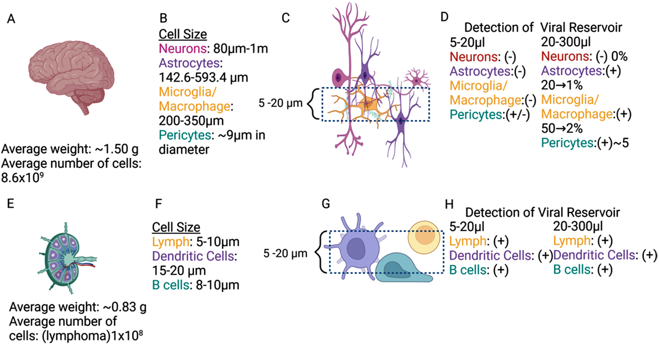 Figure 2: 
Cellular metrics and viral reservoir detection of brain and lymph node. An overview of the average human brain (A) weight, number of cells, and (B) cell size ordered by type. (C) An overview of a sample and a dashed line section of an observable field of view on a microscope. (D) Breakdown of presence or absence of viral reservoirs ordered by cell type. An overview of average human lymphoma (E) weight, number of cells, and (F) cell size ordered by type. (G) An overview of a sample and a dashed line section of an observable field of view on a microscope. (H) Breakdown of presence or absence of viral reservoirs ordered by cell type (Figure created in Biorender).
