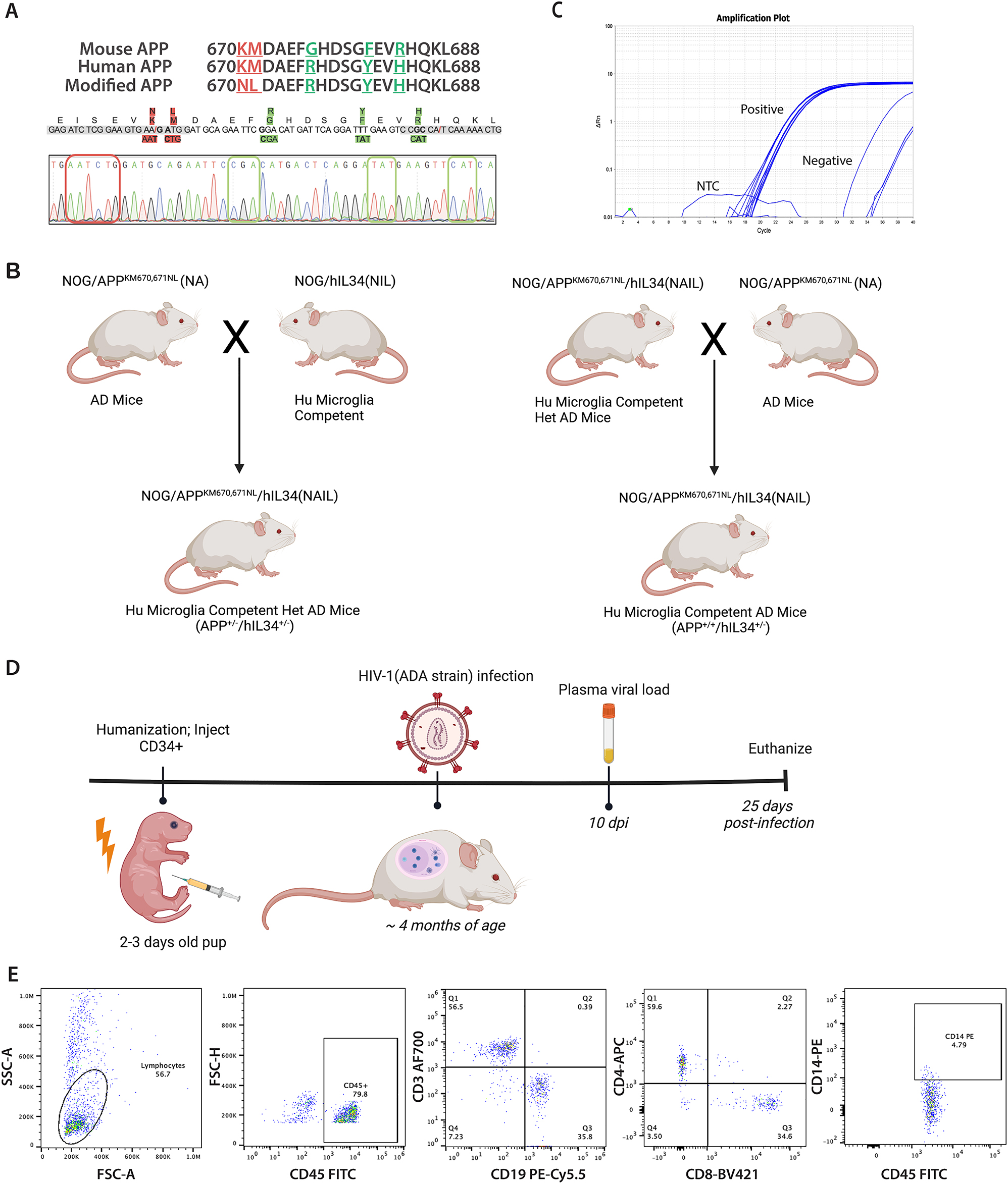 Figure 1:
Development of AD humanized mouse knock in of a APP (Swe) mutation. (A) Nucleotide and amino acid substitutions in exon 16 provided to introduce the APP Swedish mutation (APPKM670,671NL) (red highlighted) and humanize the mouse APP exon 16 (green highlighted) as shown by Sanger sequencing. This confirmed replacement of pathological (red box) and humanized (green box) nucleotides in mouse APP gene. (B) Developmental scheme for generating NAIL mice showing (NOD Cg-Prkdc
scid
Il2rg
tm1Sug
/JicTac) (NOG) with knocked in APPKM670,671NL (NA) mice. Homozygous NA mice were crossed with NOD Cg-Prkdc
scid
Il2rg
tm1Sug
Tg(CMV-IL34)1/Jic that are competent for the development of human-like microglia (Hu Microglia) to generated the NAIL mice. First-generation NAIL mice carry heterozygous human APP and human IL34 genes. Homozygous NA mice were backcrossed with heterozygous NAIL mice to generate second-generation NAIL mice that carry homozygous human APP and heterozygous human IL34 genes with competency for permissive human-like microglia development. (C) qPCR analyses confirmed the presence of the human IL34 gene in NAIL mice. (D) Animal study design showing the timeline of experimental interventions. Neonatal NAIL mice were engrafted with HSCs at 2–3 days after birth and were monitored for human CD45+ immune cell reconstitution for 3 months by peripheral blood flow cytometry. At approximately four months of age, human immune reconstituted NAIL mice were infected with 104 TCID50 of HIV-1ADA and monitored for infection at 10- and 25 days post-infection. Mice were sacrificed at 25 days following infection. (E) Representative flow cytometric gating and frequencies of human immune cells in peripheral blood of 3-month-old NAIL mice. The presence of human CD45+ immune cells, human T cells (CD3+, CD4+, and CD8+), human B cells (CD19+), and human monocyte/macrophages (CD14+) in NAIL mice confirmed human immune reconstitution of NAIL mice before HIV-1 infection.
