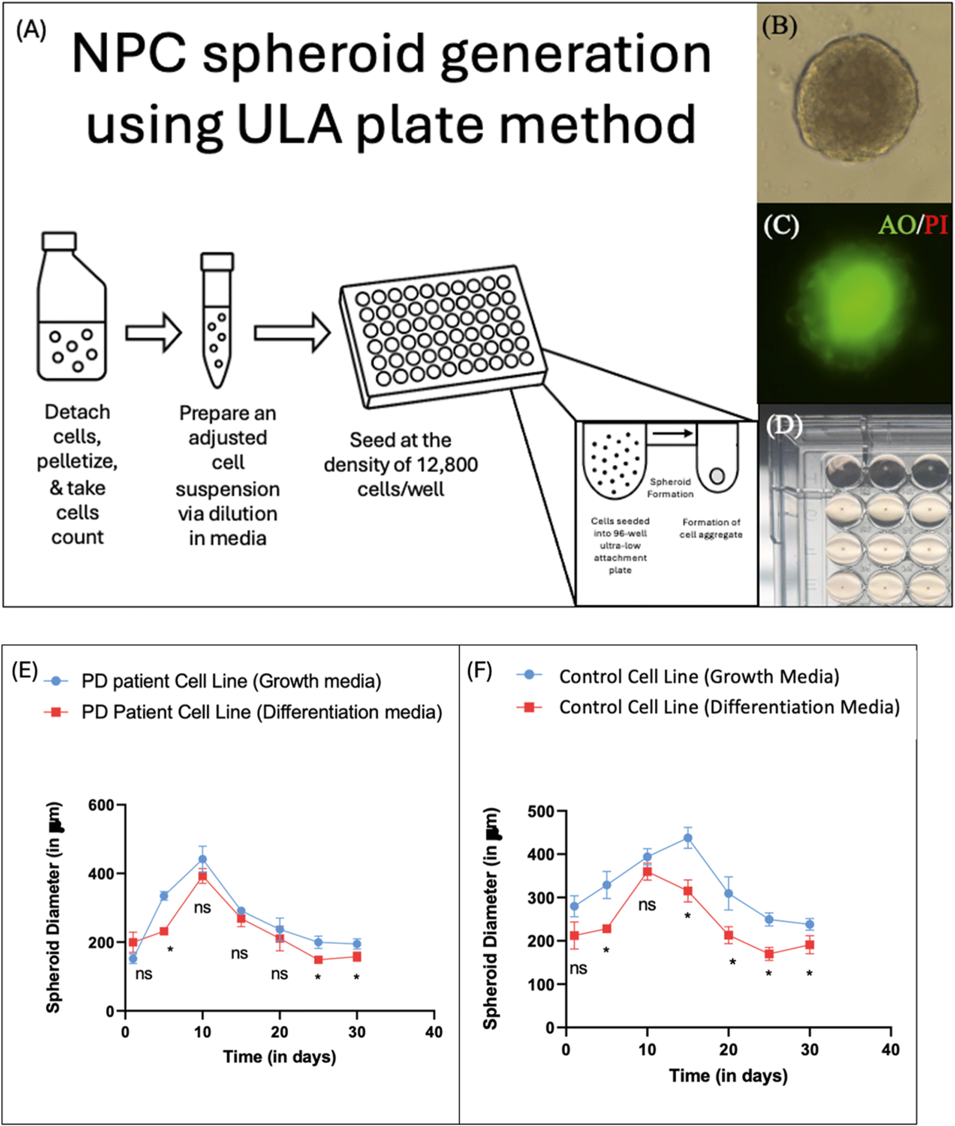 Figure 1: 
Spheroid generation method: (A) neural progenitor cells (NPCs) derived from healthy (ACS 5006) and PD patient (ACS 5001) lines were cultured in Matrigel-coated flasks. Cells were enzymatically detached using accutase, centrifuged at 1,000 rpm for 5 min at room temperature, counted using trypan blue exclusion method, and made into an adjusted cell suspension such that 12,800 viable cells/well could be seeded into ultra-low attachment 96-wellplate and incubated overnight in standard cell culture conditions (37 °C, 5 % CO2, 95 % humidity). Spheroids generate approximately within 24 h of incubation and can be imaged easily using (B) Brightfield microscopy, or (C) fluorescence microscopy [in present example, they were stained with acridine orange-propidium iodide (AO-PI)]. (D) Image of spheroids in wells of ULA microplate. Spheroid diameter changes over time in (E) PD patient cell line (ACS 5001), and (F) control cell line (ACS 5006): NPC spheroids were imaged periodically under Brightfield microscopy. Spheroid diameters were quantified using Fiji (ImageJ), with pixel-distance calibrated to microscope scale bars. Multiple angle measurements per spheroid were averaged per time point. (A complete stepwise procedure is given in Supplementary Material protocol 3).
