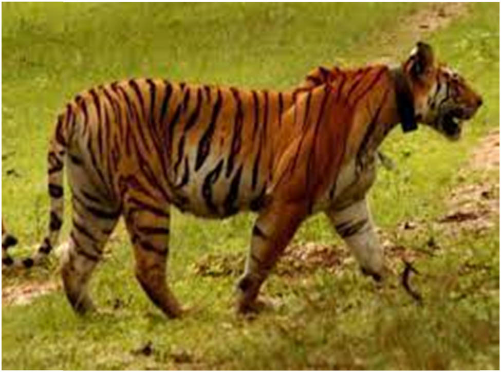 Figure 5 
                  Tiger wearing a radio collar [4].
               