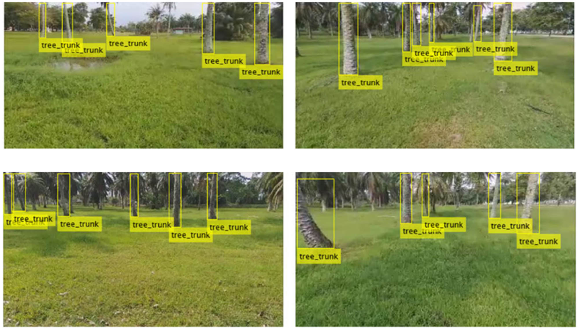 Figure 3
Truth examples with labels. Images of tree trunks are enclosed in bounding boxes with labels.