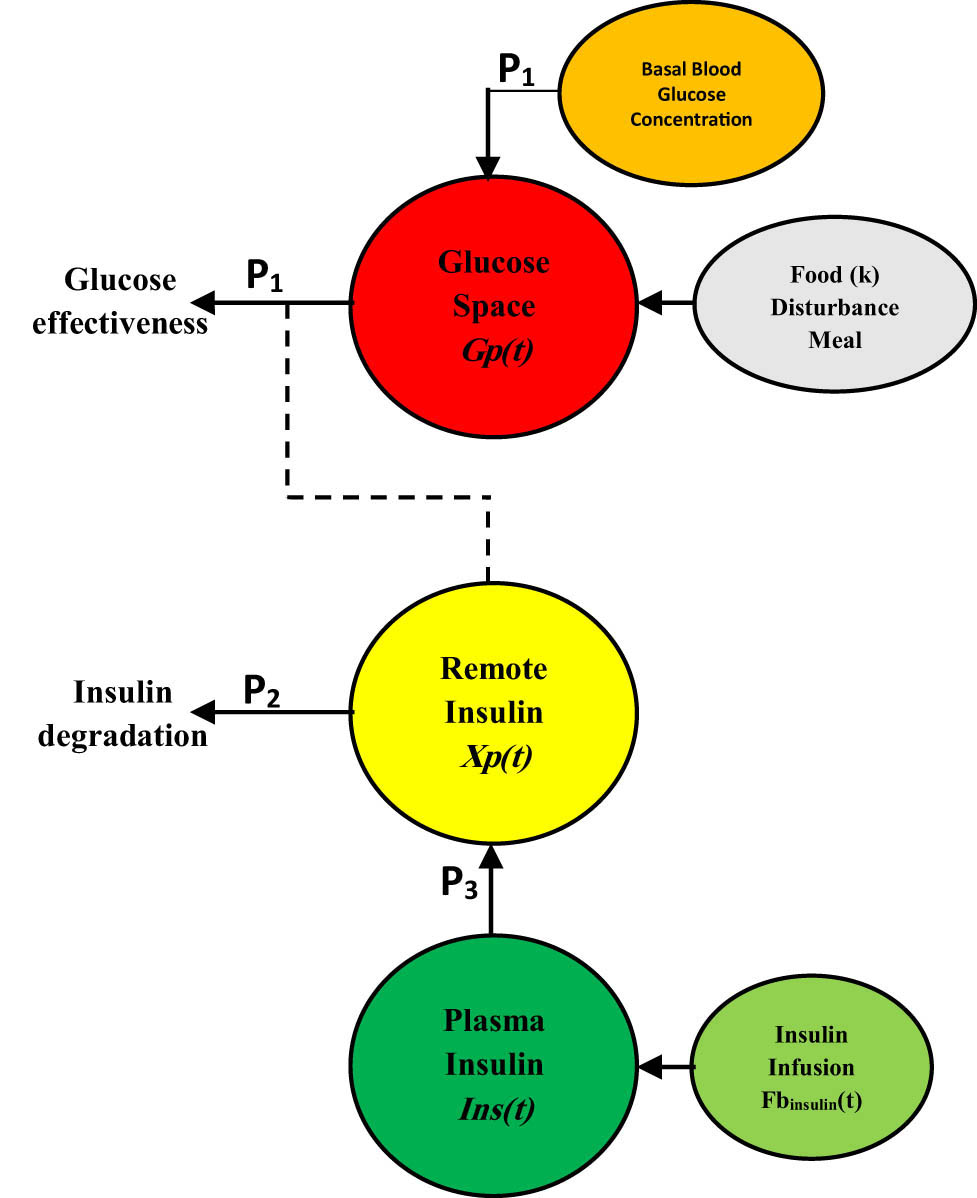 Figure 2
The compartments of the Bergman glucose–insulin minimal model.