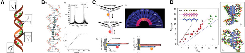 Figure 1: Different metal-DNA molecular structures with important applications: (A) DNA adduct formation with cisplatin showing two amino groups coordinated on the platinum atom. From Ref. [25]. (B) A helical turn full of metal ions. The metal-salen base-pair concept allows the incorporation of up to 10 transition-metal ions into double strands of DNA (see picture; Mn gray spheres, C gray, N blue, P orange, O red). The crosslinking provided by the metal-salen complexes conveys a high stability to the self-assembled systems. From Ref. [26]. Reprinted with permission of John Wiley & Sons, Inc. (C) Chameleon NanoCluster Beacon lights up into different colors upon binding SNP targets. The emission of color changes depending on the nature of the target. The light-up color of NanoCluster Beacons can be tuned by repositioning the enhancer sequence with respect to the NC-nucleation sequence. Adapted with permission from Ref. [27]. Copyright (2012) American Chemical Society. (D) Silver cluster charge, Qcl, plotted versus the number NAg of silver atoms (neutral and ions) in fluorescent (solid triangles) and dark (open circles) Ag:DNAs and examples of the corresponding structures. Adapted from Ref. [28] with permission of John Wiley & Sons, Inc.