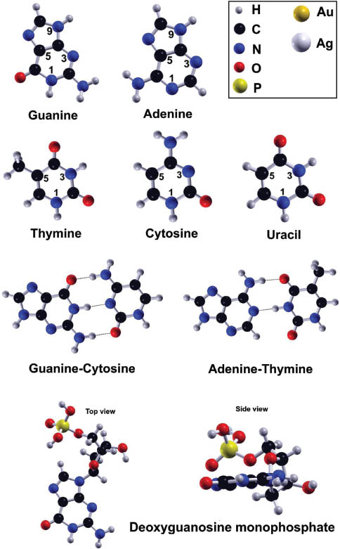 Figure 2: Structures studied in this work. Top: Five protonated nucleobases. Guanine (G) and adenine (A) (purines) and thymine (T), cytosine (C) and uracil (U) (pyrimidines). Center: Protonated DNA WC base pairs: guanine-cytosine (GC) (left) and adenine-thymine (AT) (right). Bottom: Top view (left) and side view (right) of the guanine nucleotide: deoxyguanosine monophosphate (dGMP). In the top-right box the atomic color convention.
