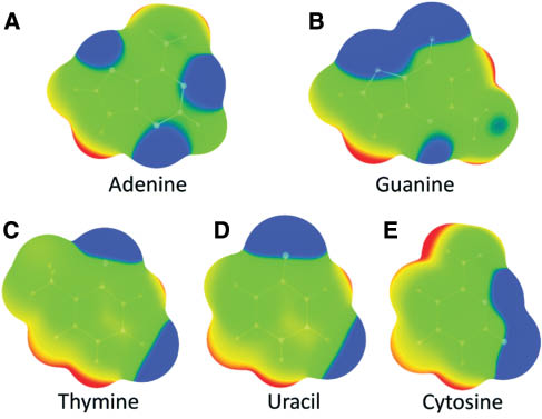 Figure 3: Computed MP2/cc-pVTZ electrostatic potential on the 0.001 au surface of (A) adenine, (B) guanine, (C) thymine, (D) uracil, and (E) cytosine. Color ranges, in kcal mol1, are given as follows: red, >31.31; yellow, from 10.17 to 31.31; green, from -10.92 to 10.17; blue, more negative than -10.92. In all nucleic bases, hydrogen atoms from C–H fragments have positive potentials. From Ref [89]. Reprinted with permission of the Royal Society of Chemistry.