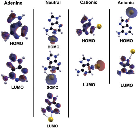 Figure 6: Representative HOMO-LUMO Kohn-Sham orbitals for the isolated adenine (A) nucleobase (on the left) and its lowest energetic gold hybrid structures in three charge states: neutral, cationic, and anionic.