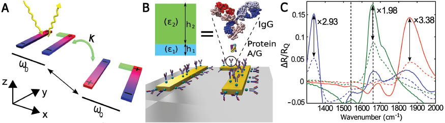 Figure 11 Biosensing based on Fano-resonant asymmetric metamaterials. (A) Charge density plots of the superradiant (ωD) and subradiant (ωQ) modes coupled to infrared incidence. (B) Schematic diagram of proteins binding to metal surface and the equivalent dielectric model. (C) Experimental spectra before (dashed) and after (solid) binding of IgG antibodies to three different FRAMM substrates (indicated by different colors) with immobilized protein A/G. Figures are adopted from Ref. [176] with permission.