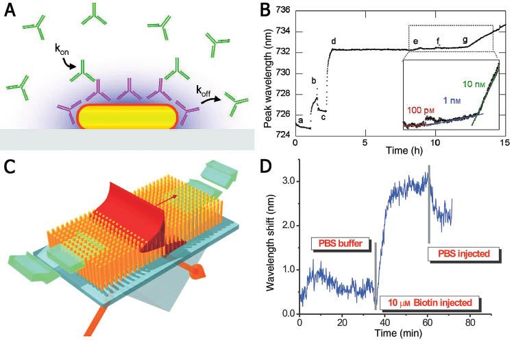 Figure 12 (A) Nanorod-based immunoassay and (B) the test of sensing sensitivity. The curve in (B) represents the trend of extinction peak drift versus time, with the slope proportional to analyte concentration. The inset shows linear fits to the binding curve when the analyte concentration is raised from 100 pm to 1 nm and then 10 nm. (C) Schematic and (D) real-time response of the plasmonic nanorod metamaterial for sensing experiments. The binding of biotin-streptavidin causes an immediate increase in wavelength shift until its saturation. In comparison, the removal of unbound and weakly attached biotin by injecting PBS buffer leads to a rapid decrease in shift. (A) and (B) are adopted from Ref. [199], and (C) and (D) are adopted from Ref. [173] with permissions.