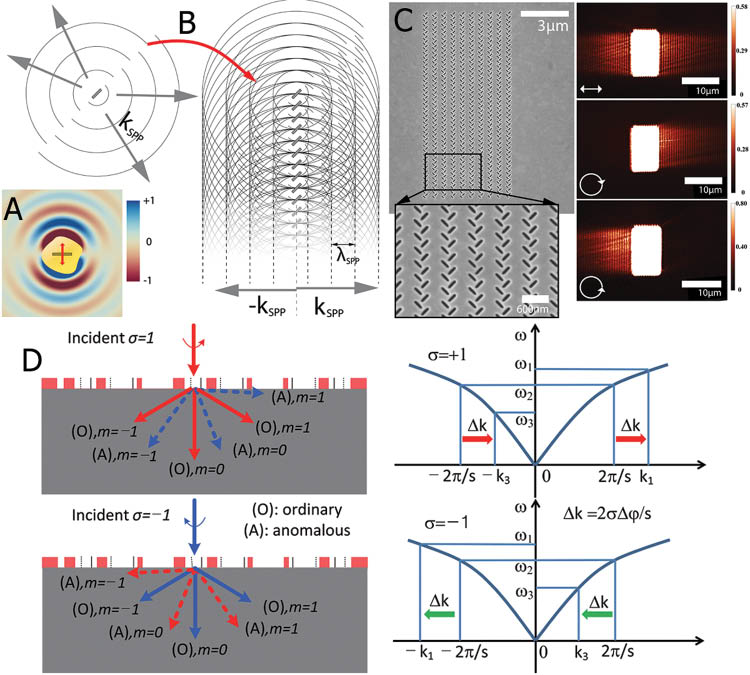 Figure 6 (A) A narrow aperture in a gold film selectively scatters light polarized perpendicular to its orientation. (B) SPPs emitted from an array of closely spaced subwavelength apertures interfere constructively along planes parallel to the column. (C) Metasurface consisting of multiple parallel column pairs enables polarization-controlled directional coupling of SPPs. Linearly polarized light generates two SPP beams symmetrically propagating to both sides of the structure, while in contrast, the right (left) circularly polarized light is converted to SPPs propagating to the right (left) side of the structure only. (D) Anomalous diffraction of right (left) circularly polarized light adds an extra momentum toward the right (left), leading to asymmetric excitation of SPPs. (A–C) are adopted from Ref. [79], and (D) is adopted from Ref. [81] with permissions.