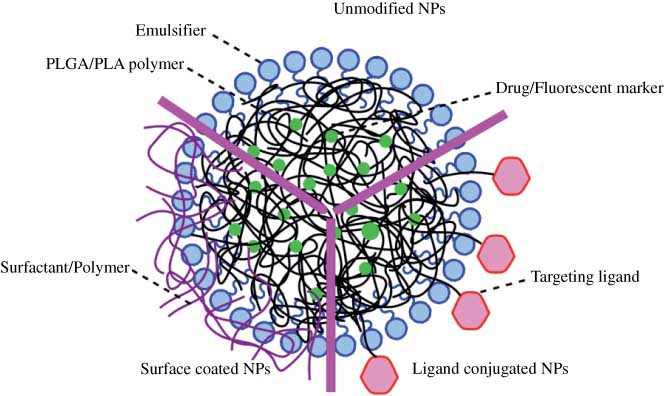 Figure 1 Schematic of three categories of PLGA/PLA NPs. Unmodified NPs, surface-coated NPs and ligand-conjugated NPs.