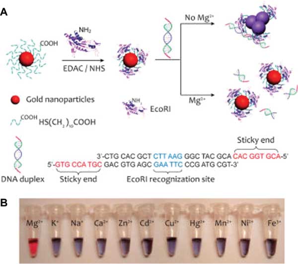Figure 1 EcoRI-modified AuNPs for colorimetric detection of Mg2+.(A) Schematic design of the method. (B) Colorimetric response of the detection system in the presence of different metal ions. Adapted from Ref. [66].