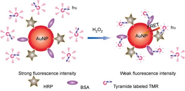 Figure 10 Schematic illustration for the FRET process between tyramide-labeled TMR (donor) and HRP-AuNPs (acceptor). From Ref. [106].