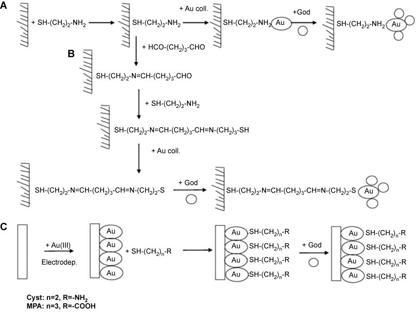 Figure 11 Schemes of different GOx biosensors constructed by means of different tailored AuNP-modified electrode surfaces.(A) GOx/colloidal Au-cysteamine-AuE; (B) GOx/colloidal Au-cysteamine/cysteamine-AuE; (C) GOx/cysteamine-electrodeposited AuNP-GCE or GOx/3-mercaptopropionic acid (MPA)-electrodeposited AuNP-GCE. Adapted from Ref. [107].