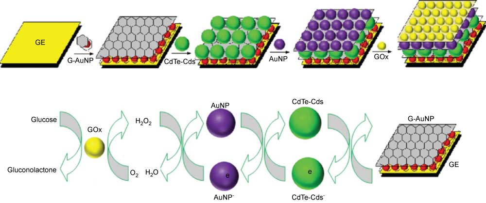 Figure 12 (A) Procedure for fabrication of GOx/AuNP/CdTe-CdS/G-AuNP/GE. (B) Electrocatalytic oxidation of glucose at the GOx/AuNP/CdTe-CdS/G-AuNP/GE. From Ref. [110].