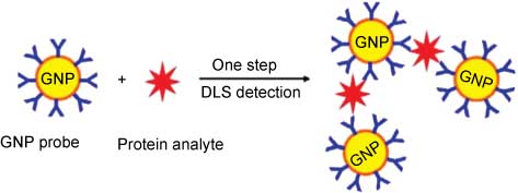 Figure 13 Illustration of a one-step homogeneous biomolecular assay using AuNP probes as lightscattering enhancers coupled with dynamic light-scattering detection. From Ref. [112].