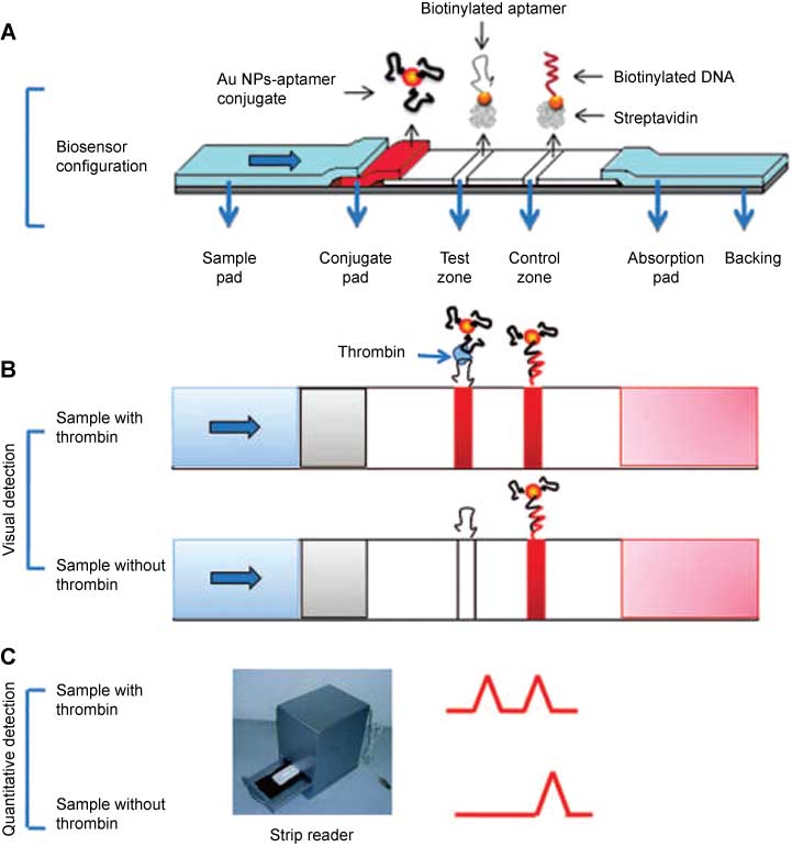 Figure 14 Schematic illustration of the configuration and measurement principle of the aptamer-based strip biosensor.(A) Configuration of the biosensor. (B) The principle of visual detection in the presence and absence of thrombin. (C) Quantitative detection with a portable strip reader. From Ref. [114].