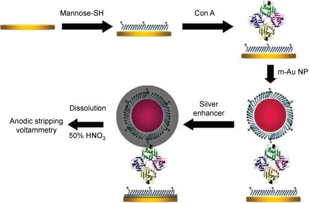 Figure 15 Schematic illustration of the electrochemical lectin biosensor based on mannose-stabilized AuNPs and Ag enhancement. From Ref. [116].