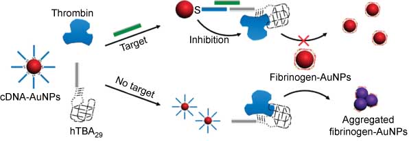 Figure 16 Schematic illustration of DNA detection based on hybridization-induced AuNP aggregation.The cross-link aggregation of ODN-functionalized AuNPs in the presence of complementary target DNA results in a change of solution color from red to blue [119].