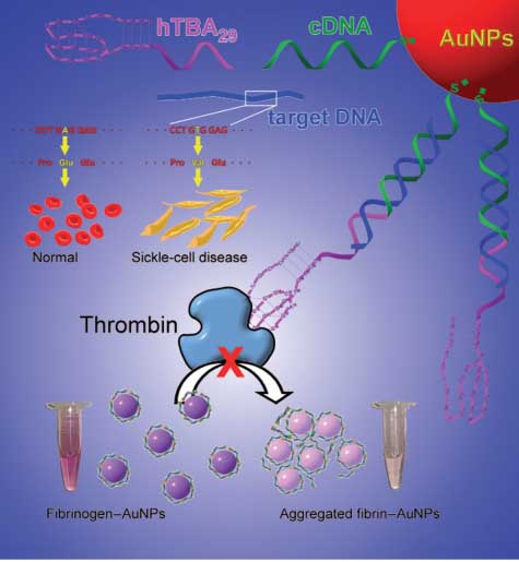 Figure 17 Schematic representation of colorimetric DNA detection based on enzymatic activity modulation. Adapted from Ref. [131].