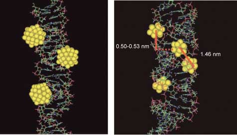 Figure 18 (Left) Modeling of the interaction of bare Au55 clusters with the major grooves of B-DNA. (Right) Molecular modeling of Au13 clusters in A-DNA. From Ref. [135].