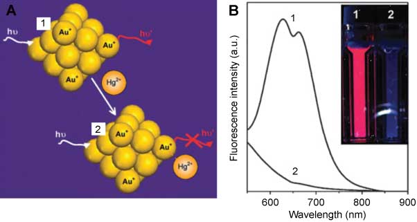 Figure 3 (A) Schematic of Hg2+ sensing based on the fluorescence quenching of AuNCs resulting from high-affinity metallophilic Hg2+-Au+ bonds. (B) Photoemission spectra (λex=470 nm) and (inset) photographs under UV light (354 nm) of AuNCs (20 mm) in the (1) absence and (2) presence of Hg2+ ions (50 mm). From Ref. [77].