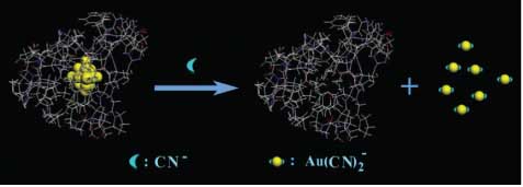 Figure 4 Schematic representation of the AuNC-based sensor for CN-. From Ref. [79].